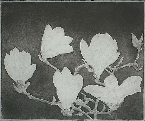 Magnolia (IB) - CHARLES DONKER - etching and aquatint