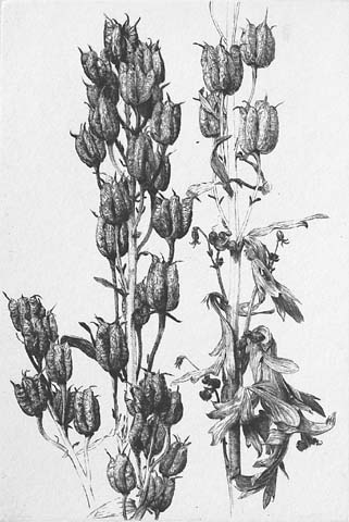 Seed Capsules from a Monk's Hood - JAKOB DEMUS - diamond-drypoint