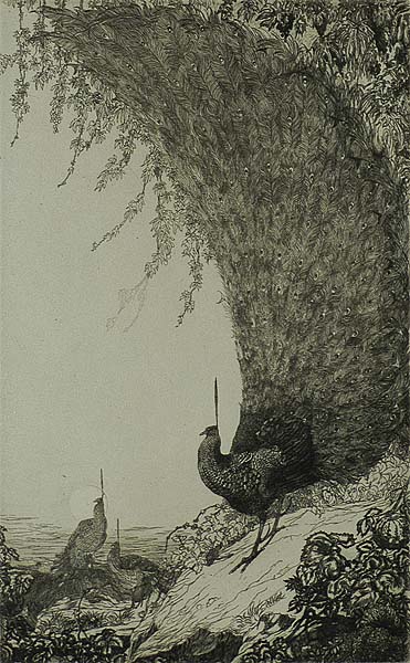 Peacocks (upright plate) - CHARLES M. & EDWARD J. DETMOLD - etching