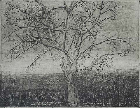 Beuk (Beech Tree); also called Kale Beukenboom (Bare Beech Tree) - CHARLES DONKER - etching and aquatint