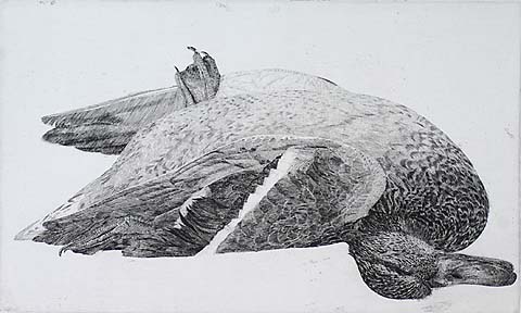 Dead Duck - CHARLES DONKER - etching