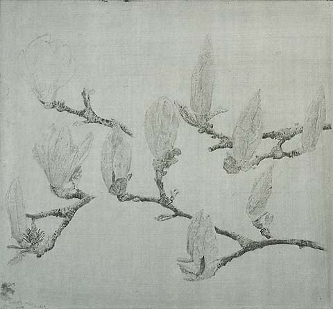 Magnolia III - CHARLES DONKER - etching 