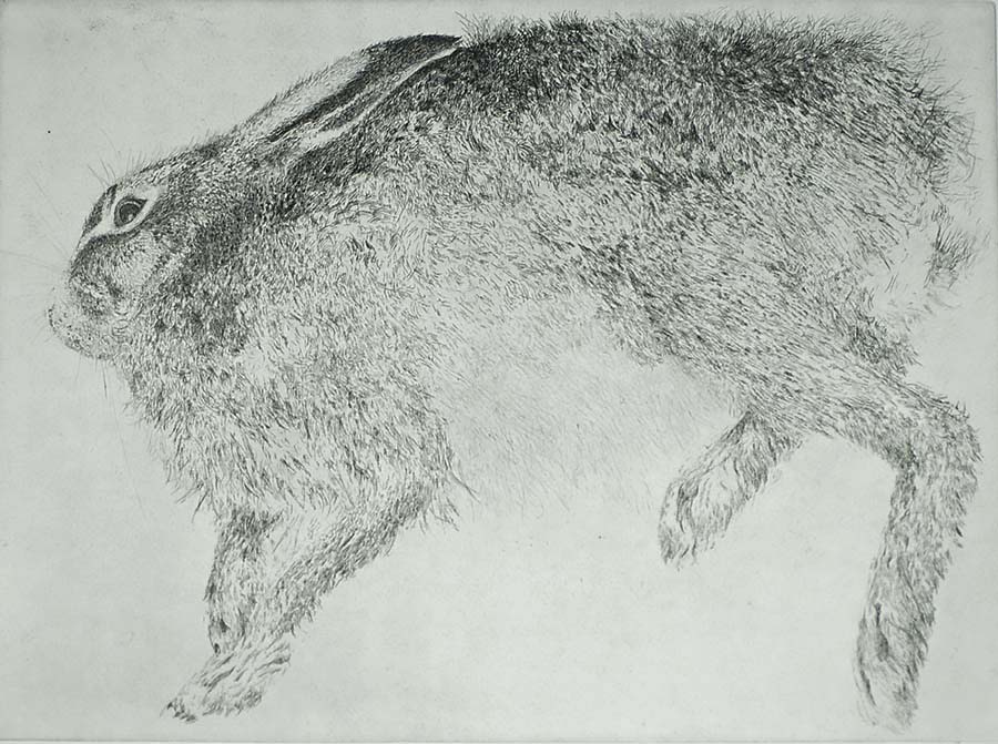 Shot Rabbit (Aangeschoten Haas) - CHARLES DONKER - etching