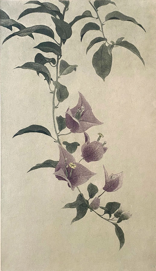 Bougainvillea - DIRK HARTING - etching and aquatint