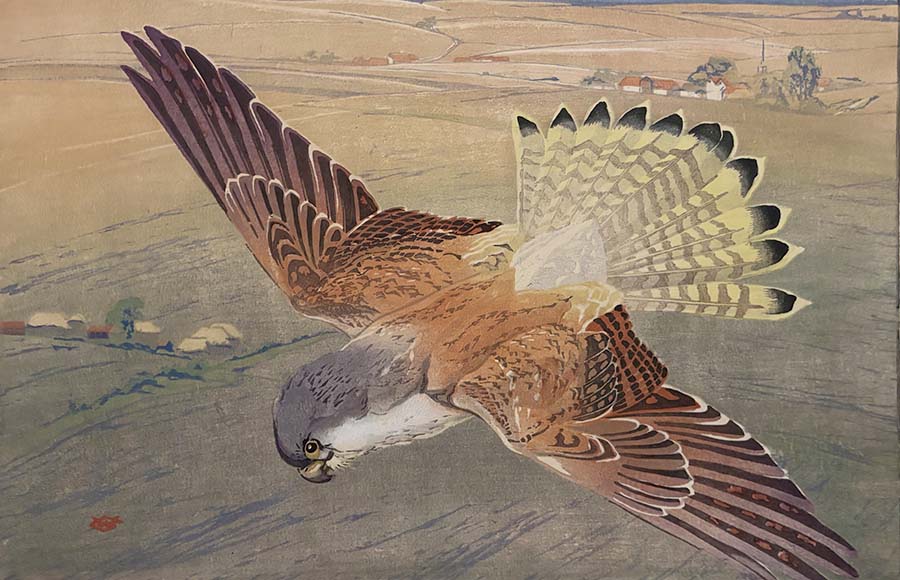 Kestrel - WILLIAM GILES - woodcut printed in colors 