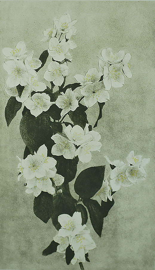 Apple Blossoms - DIRK HARTING - etching and aquatint printed in colors
