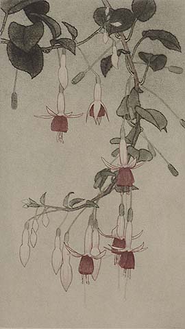 Hanging Fuchsia - DIRK HARTING - etching and aquatint printed in colors