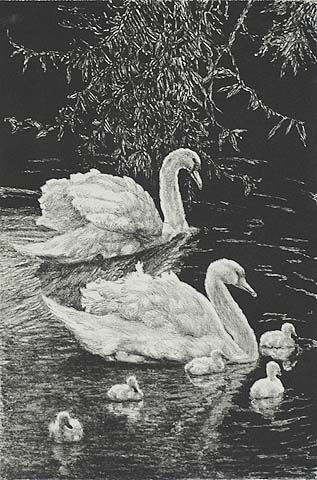 Swans (Zwaanen) - DIRK HOMBERG - lithograph