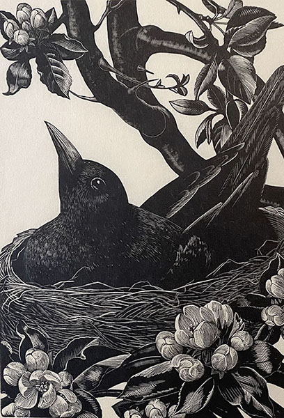 Blackbird on Nest - CLARE LEIGHTON - wood engraving