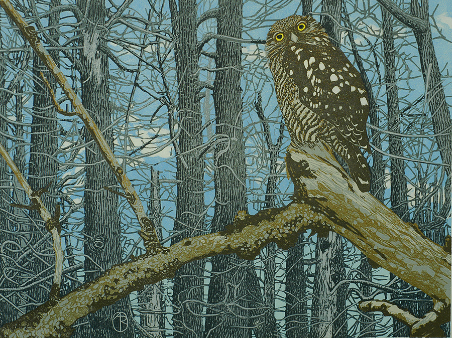 Northern Hawk Owl - ANDREA RICH - woodcut printed in colors