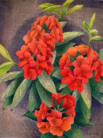 Rhododendron - LUIGI RIST - woodcut printed in colors
