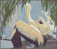 Pelicans - BOTKE