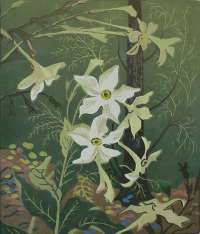 Nicotiana - DEPEW