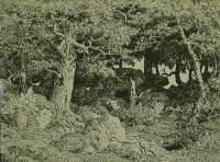 Oak Tree Growing Among the Rocks (Le Chene de Roche) -  ROUSSEAU
