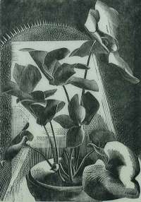 Cyclamen -  HERMES