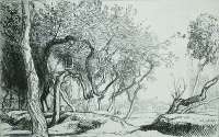 Les Arbres Tordus (Saint-Jean-de-Monts) - LEPERE