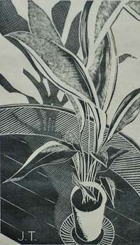 Aspidistra -  TANDY