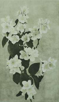 Apple Blossoms -  HARTING