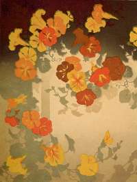 Nasturtiums -  DROEGE