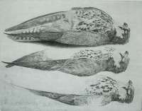 Three Tree Falcons (Drie Boomvalken) -  DONKER