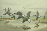 Black Geese -  AUSTEN