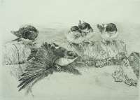 House Martins -  AUSTEN