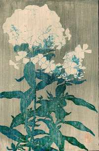 Phlox (also known as White Hydrangea) - HOPKINS