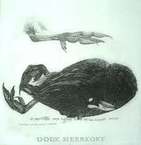 Dead Coot (Dode Meerkoet) -  DONKER