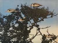 Heron Nests -  RICH