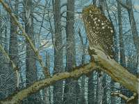 Northern Hawk Owl -  RICH