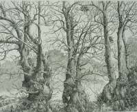 Three Trees (Drie Bomen) -  VAN GELDER