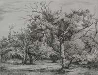 Oak Trees in Wassenaar (Eikenbomen in Wassenaar) -  VAN GELDER