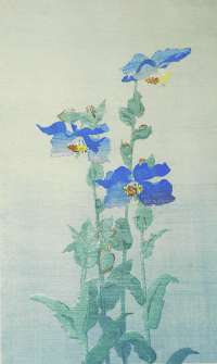 Blue Poppies - ARMITAGE