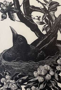 Blackbird on Nest - CLARE LEIGHTON