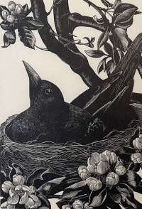 Blackbird on Nest -  LEIGHTON