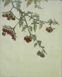 Night Shade (Solanum Dulcamara) -  JAQUES