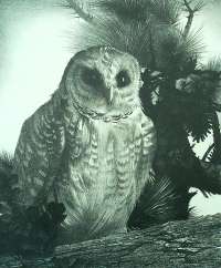 (Untitled) Owl -  WENGENROTH