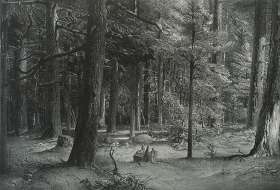 Forest Shade - STOW WENGENROTH