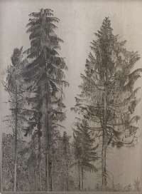 Spruce Trees (Sparrenbomen) -  DONKER
