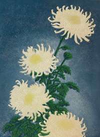 Chrysanthemums - THIEMANN