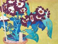 Cineraria - ROYDS