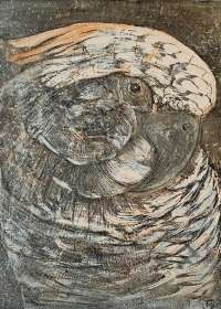 Head of a Parrot -  VAN HOYTEMA