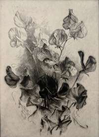 Sweet Peas - SMILLIE
