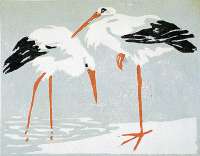 Egrets -  WINKELMANN