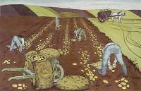 Potatoes - FOUGERON