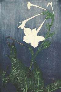Nicotiana - HOPKINS