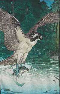 Osprey -  SEABY