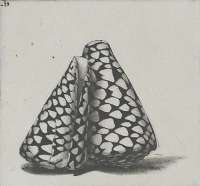 Two Rembrandt Shells -  DEMUS