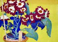 Cineraria -  ROYDS