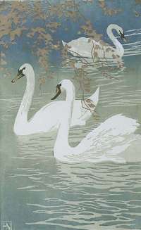 Swans -  NEUMANN